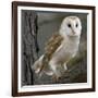 Barn Owl-Linda Wright-Framed Photographic Print