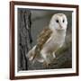 Barn Owl-Linda Wright-Framed Photographic Print