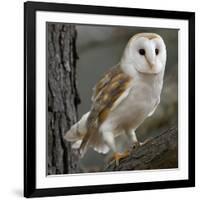 Barn Owl-Linda Wright-Framed Photographic Print