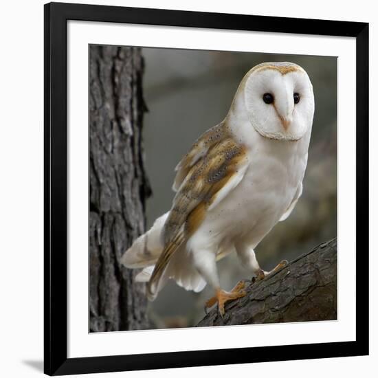 Barn Owl-Linda Wright-Framed Photographic Print