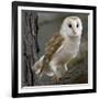 Barn Owl-Linda Wright-Framed Photographic Print