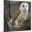 Barn Owl-Linda Wright-Mounted Photographic Print