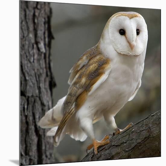 Barn Owl-Linda Wright-Mounted Photographic Print