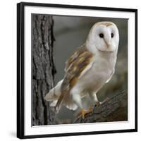 Barn Owl-Linda Wright-Framed Photographic Print