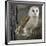 Barn Owl-Linda Wright-Framed Photographic Print