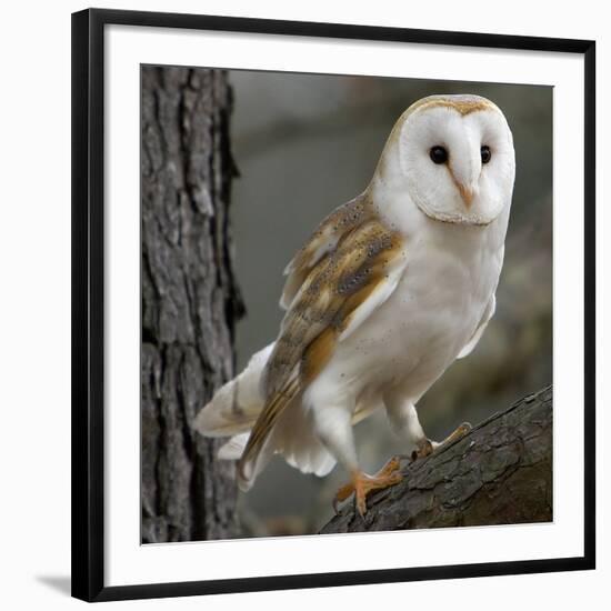 Barn Owl-Linda Wright-Framed Photographic Print