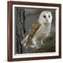 Barn Owl-Linda Wright-Framed Photographic Print