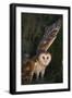 Barn Owl-DLILLC-Framed Photographic Print