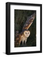 Barn Owl-DLILLC-Framed Photographic Print