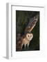 Barn Owl-DLILLC-Framed Photographic Print