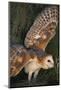 Barn Owl-DLILLC-Mounted Photographic Print