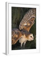 Barn Owl-DLILLC-Framed Photographic Print