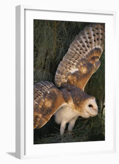 Barn Owl-DLILLC-Framed Photographic Print