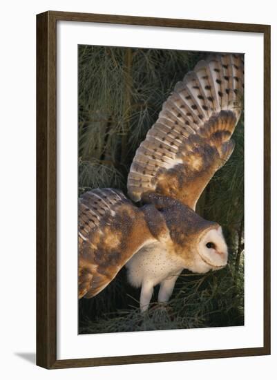 Barn Owl-DLILLC-Framed Photographic Print