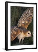 Barn Owl-DLILLC-Framed Photographic Print