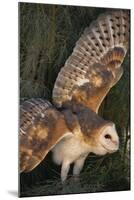 Barn Owl-DLILLC-Mounted Photographic Print