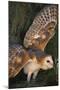 Barn Owl-DLILLC-Mounted Photographic Print