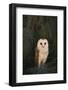 Barn Owl-DLILLC-Framed Photographic Print