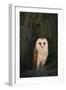 Barn Owl-DLILLC-Framed Photographic Print