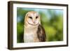 Barn Owl-Jay Ondreicka-Framed Photographic Print