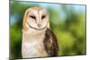 Barn Owl-Jay Ondreicka-Mounted Photographic Print