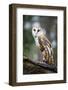 Barn Owl-Gary Tognoni-Framed Photographic Print