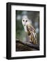 Barn Owl-Gary Tognoni-Framed Photographic Print