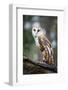 Barn Owl-Gary Tognoni-Framed Photographic Print