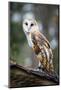 Barn Owl-Gary Tognoni-Mounted Photographic Print