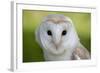 Barn Owl-null-Framed Photographic Print