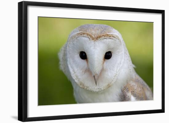 Barn Owl-null-Framed Photographic Print