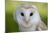 Barn Owl-null-Mounted Photographic Print