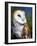 Barn Owl-Douglas Taylor-Framed Photographic Print