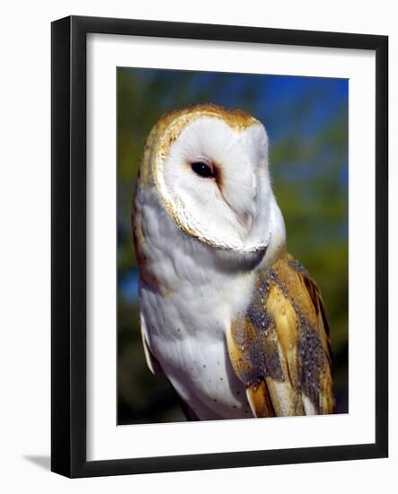 Barn Owl-Douglas Taylor-Framed Photographic Print