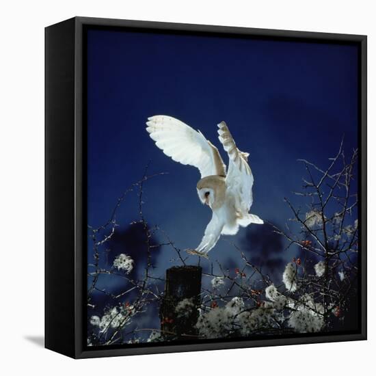 Barn Owl-null-Framed Stretched Canvas