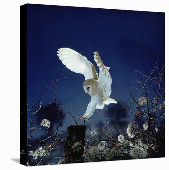 Barn Owl-null-Stretched Canvas