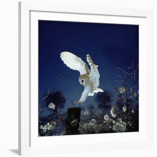 Barn Owl-null-Framed Photographic Print