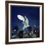 Barn Owl-null-Framed Photographic Print