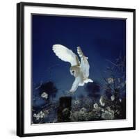 Barn Owl-null-Framed Photographic Print