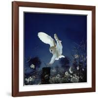 Barn Owl-null-Framed Photographic Print