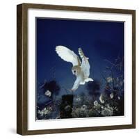 Barn Owl-null-Framed Photographic Print