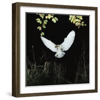 Barn Owl-null-Framed Photographic Print