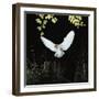 Barn Owl-null-Framed Photographic Print