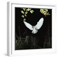 Barn Owl-null-Framed Photographic Print