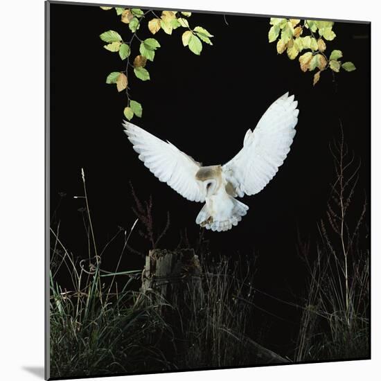 Barn Owl-null-Mounted Photographic Print