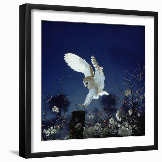 Barn Owl-null-Framed Premium Photographic Print