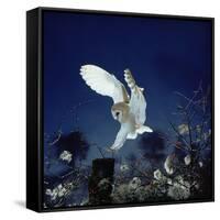 Barn Owl-null-Framed Stretched Canvas