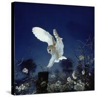 Barn Owl-null-Stretched Canvas