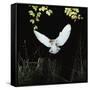 Barn Owl-null-Framed Stretched Canvas