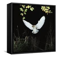 Barn Owl-null-Framed Stretched Canvas